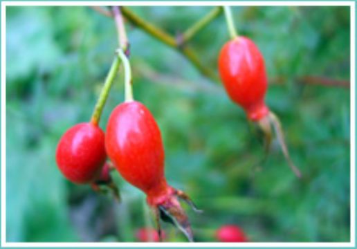 Rose  Hip   Anthocyanin 